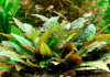 Криптокорина Вендта коричневая (Cryptocoryne-wendtii var. Brown)