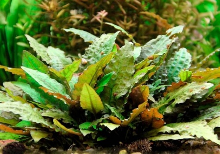 Криптокорина Вендта коричневая (Cryptocoryne-wendtii var. Brown)