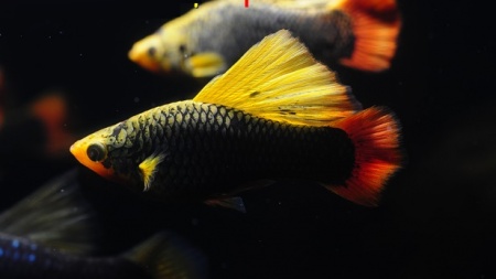 Пецилия Гавайская (Xiphophorus variatus Hawaiian)