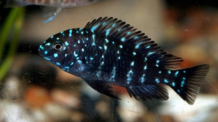 Цихлида Трофеус звездчатый Дубоиси  (Tropheus Duboisi)