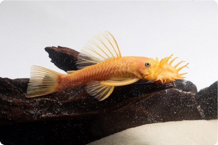 Анциструс золотой - (Ancistrus dolichopterus gold) сом - присоска.3,5-4 см