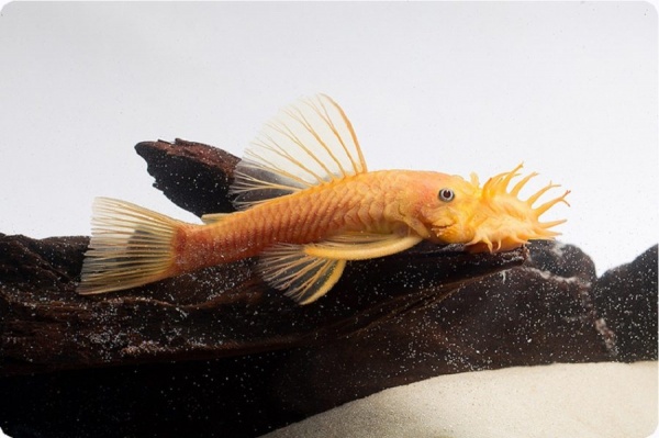 Анциструс золотой - (Ancistrus dolichopterus gold) сом - присоска.3,5-4 см