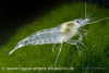 Креветка "Небесная Жемчужина" (Neocaridina Blue Pearl)