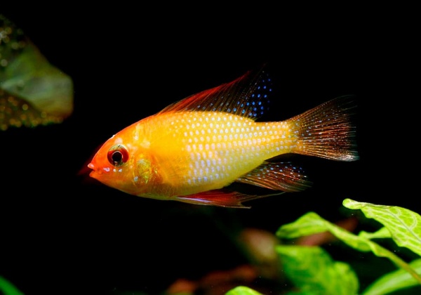 Цихлида Апистограмма Рамирези золотая (apistogramma ramirezi var-gold)