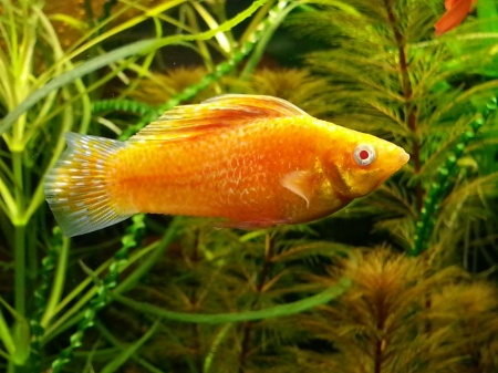 Моллинезия оранжевая альбино парусный (Poecilia velifera Gold Molly sailfin)