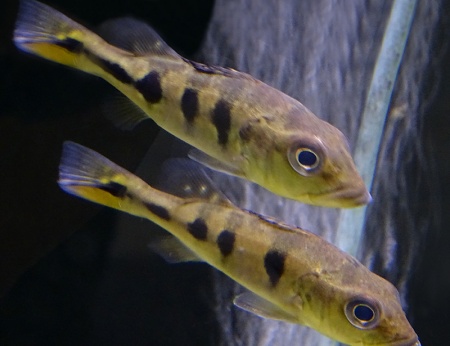 ЦИХЛА КЕЛБЕРИ (Cichla kelberi) 4-4,5 см