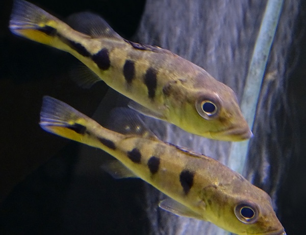 ЦИХЛА КЕЛБЕРИ (Cichla kelberi) 4-4,5 см