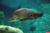 Нож Индийский Хитала глазчатый (Notopterus chitala) 7 см