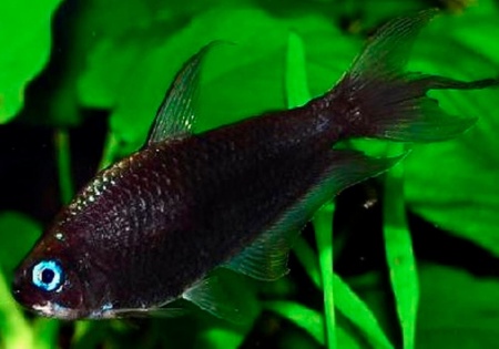 Тетра королевская черная (Nematobrycon Palmeri black)