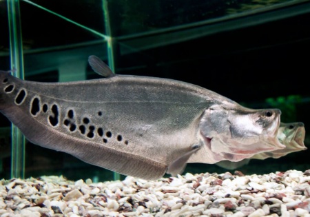 Нож Индийский Хитала глазчатый (Notopterus chitala) 7 см