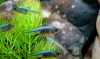 Расбора Аксельрода (Rasbora axelrodi)