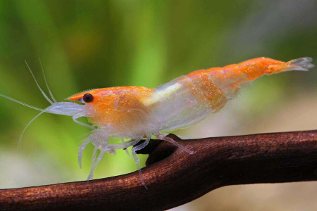Креветка Рили Orange Rili Br Shrimp  (Neocaridina heteropoda)