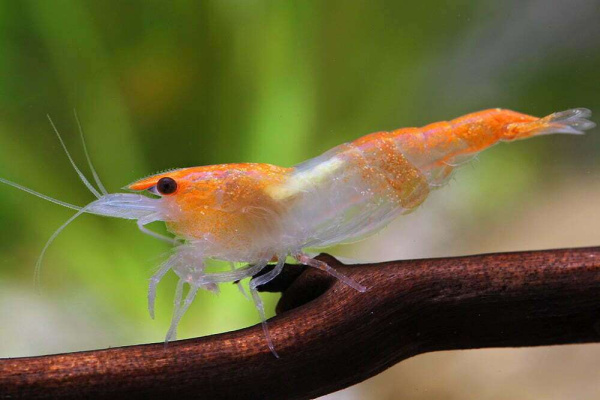 Креветка Рили Orange Rili Br Shrimp  (Neocaridina heteropoda)
