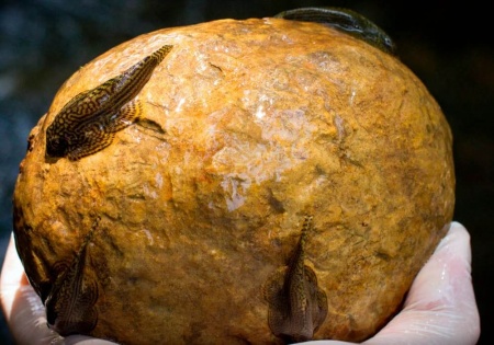 Севилия Линеолата  Псевдоскат  (Sewellia Lineolata) сом