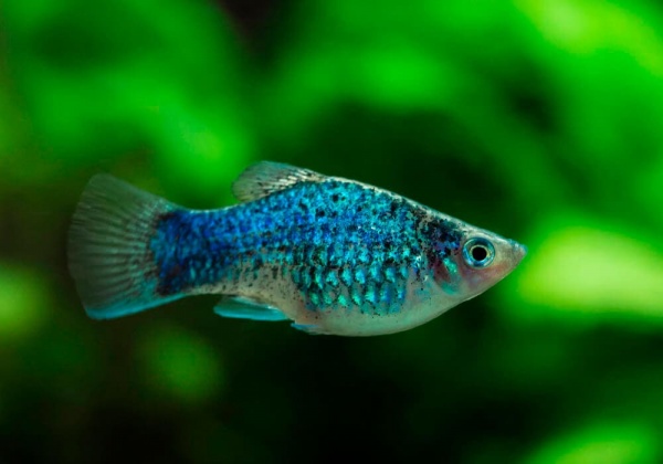 Пецилия синяя (Xiphophorus maculatus blue)