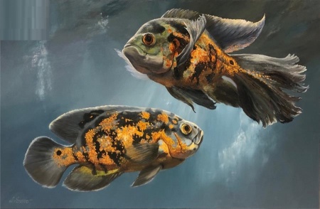Цихлида  Астронотус вуалевый тигровый (astronotus-ocellatus-long-finned)