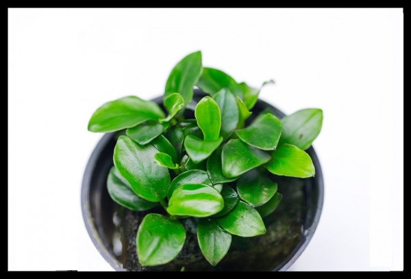 Анубиас нана Карликовый (Anubias nana)