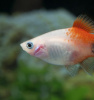 Пецилия красно белая (Xiphophorus maculatus red & white Platy)