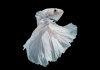 Петушок Халф Мун белый самец (Betta male Halfmoon white)