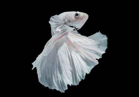Петушок Халф Мун белый самец (Betta male Halfmoon white)