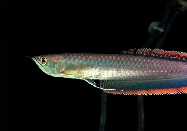 Арована Черная (Osteoglossum ferreirai) 25-30см