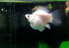 Моллинезия белая баллон (Poecilia sphenops Silver Molly balloon)