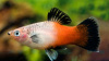 Пецилия триколор (Xiphophorus maculatus Showa Tricolor Platy)