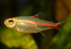 Тетра светлячок Эритрозонус (Hemigrammus Erythrosonus)