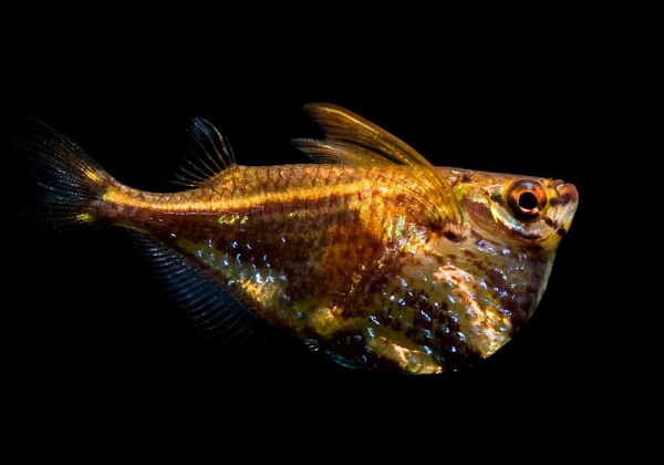 Карнегиелла мраморная (Carnegiella strigata)