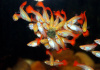 Гуппи красный блондин (Guppy Blond red)