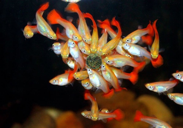 Гуппи красный блондин (Guppy Blond red)