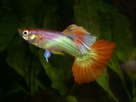 Гуппи розовый фламинго (Guppy pink flamingo)