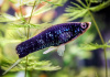 Меченосец Геллера черный (Xiphophorus helleri Black)