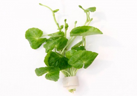 Щитолистник белоголовый или гидрокотила белоголовая (Hydrocotyle leucocephala)