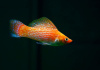 Моллинезия оранжево красная парусная  (Poecilia velifera Red Sunset Sailfin Molly)
