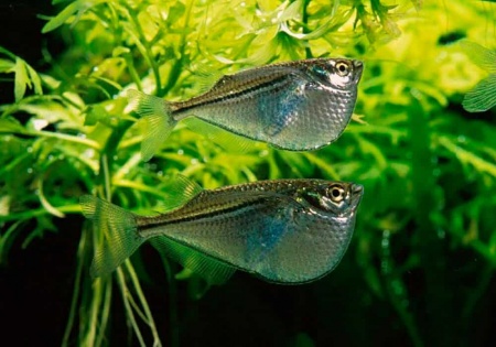 Клинобрюшка обыкновенная (Gasteropelecus sternicla)