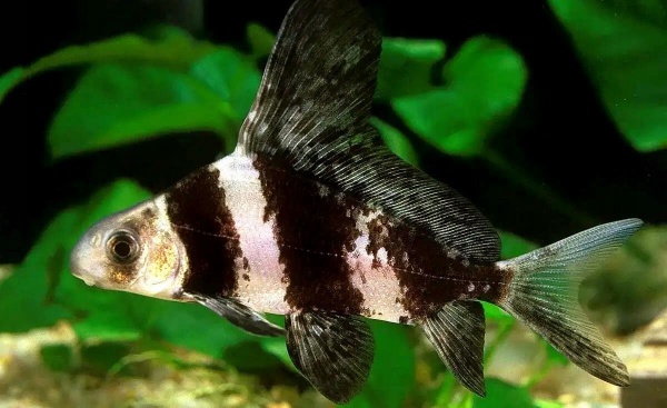 Парусник китайский чукучан (Myxocyprinus asiaticus)
