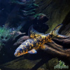 Лабео арлекин  конголезский (Labeo cyclorhynchus)