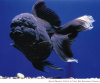 Оранда черная (Goldfish Oranda black) 10-12 см