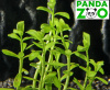 Bacopa monnieri 'Compact’ - Бакопа компакт  L306