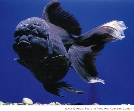 Оранда черная (Goldfish Oranda black) 10-12 см