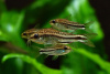 Коридорас пигмей (Corydoras pygmaeus) сом