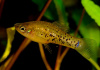 Меченосец Миллера ( Xiphophorus milleri)