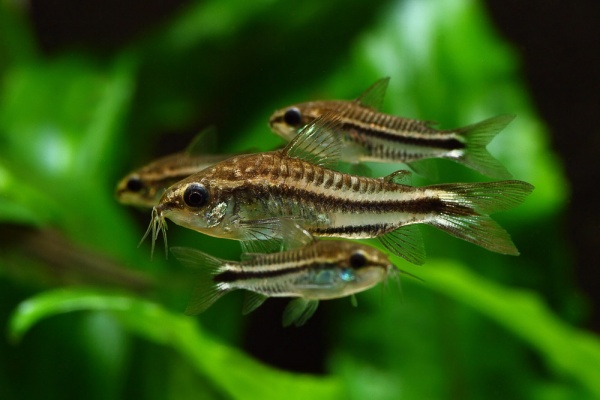 Коридорас пигмей (Corydoras pygmaeus) сом