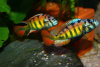 Цихлида Хаплохромис Брауна (Haplochromis brownae) 4-5см
