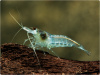 Креветка "Небесная Жемчужина" (Neocaridina Blue Pearl)