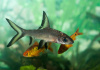 Акулий Балу (Balantiocheilus melanopterus)