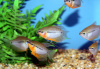 Гурами жемчужный (Trichogaster leerii)  2,5 см