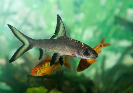 Акулий Балу (Balantiocheilus melanopterus)