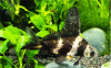 Парусник китайский чукучан (Myxocyprinus asiaticus)